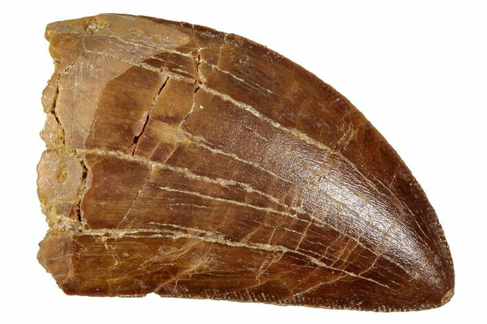 Serrated, Carcharodontosaurus Tooth - Real Dinosaur Tooth #341301
